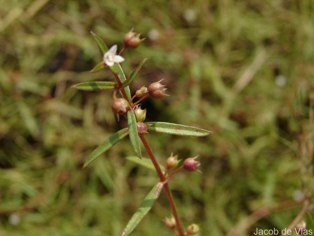 Scleromitrion diffusum (Willd.) R.J.Wang